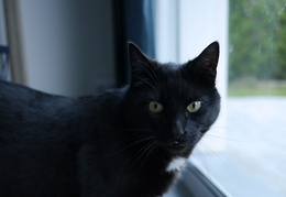 Teuch Le Chat